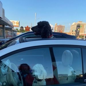 Meet your Posher, Lynne